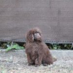 Jimi-male-miniature-poodle-puppy-for-sale- (1)