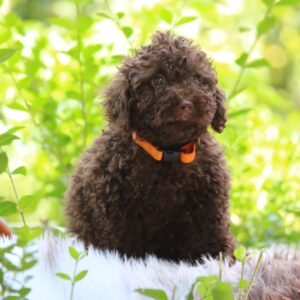 Jimi Miniature Poodle