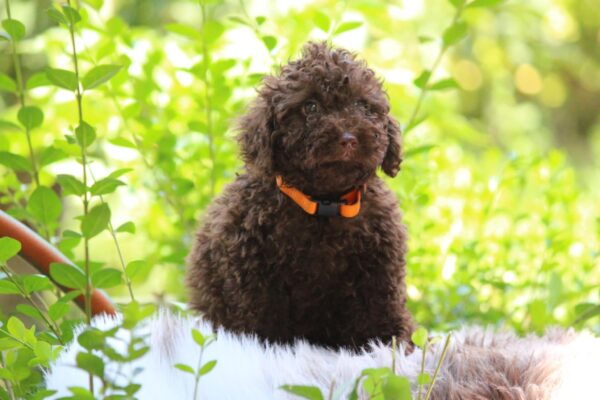 Jimi Miniature Poodle