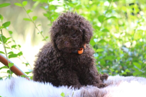 Jimi Miniature Poodle