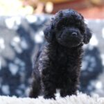 Douglas Miniature Poodle