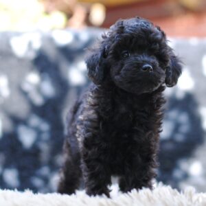 Johnny Miniature Poodle