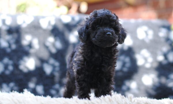 Johnny Miniature Poodle