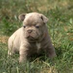 Dolari French Bulldog