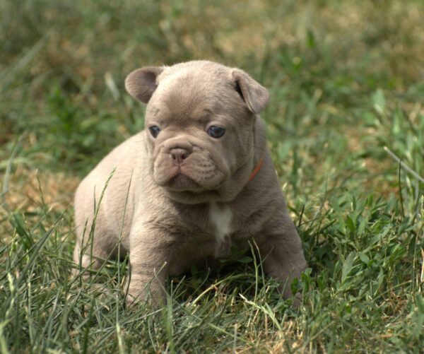 Jonia French Bulldog