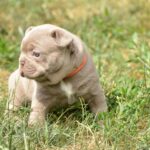 Jonia-female-french-bulldog-puppy-for-sale-1 (2)