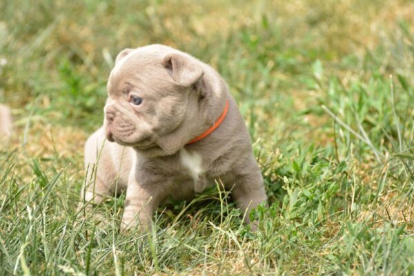 Jonia French Bulldog