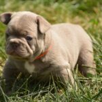 Jonia-female-french-bulldog-puppy-for-sale-1 (3)