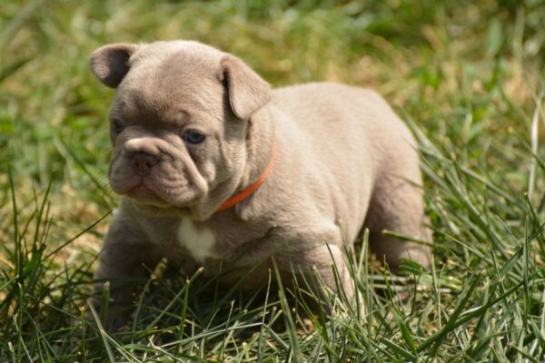 Jonia French Bulldog