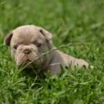 Jonia-female-french-bulldog-puppy-for-sale-1 (4)