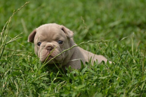 Jonia French Bulldog