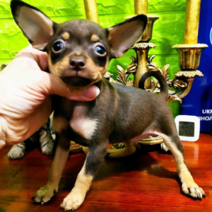 Jordan Russian Toy Terrier