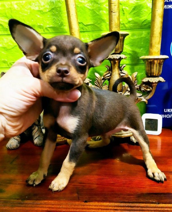 Jordan Russian Toy Terrier
