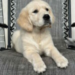 Josephine-female-golden-retriver-puppy-for-sale-1 (1)
