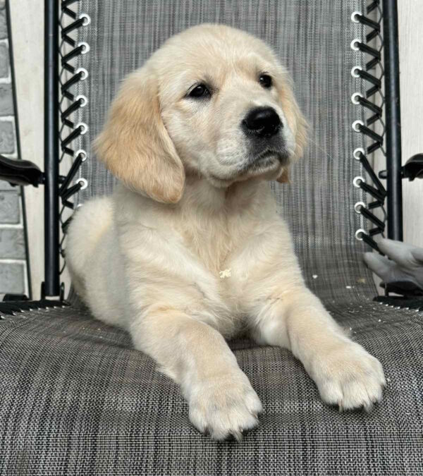 Josephine Golden Retriever