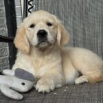Josephine-female-golden-retriver-puppy-for-sale-1 (2)