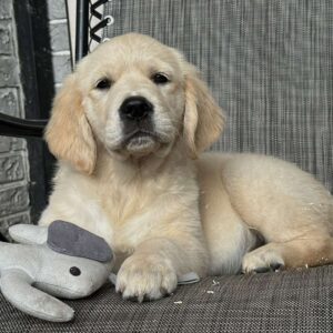 Josephine Golden Retriever