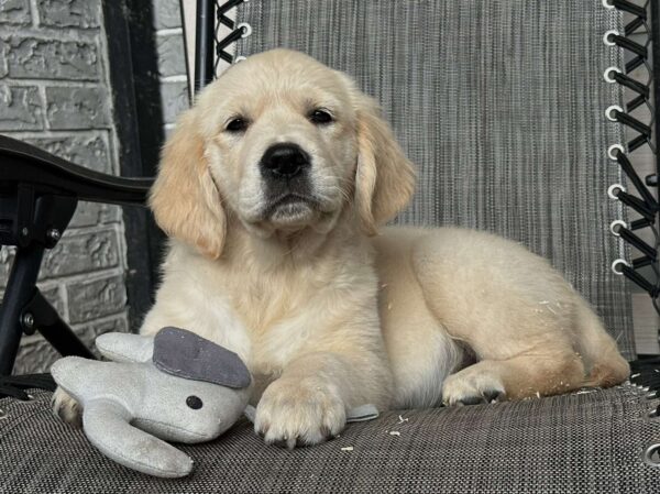 Josephine Golden Retriever