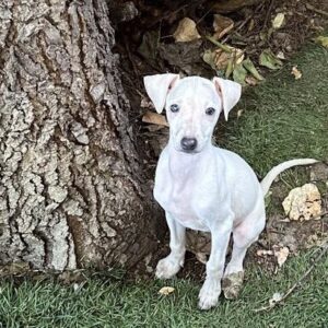 Kada Italian Sighthound
