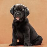 Kayla-female-Labradr-puppy-for-sale-1