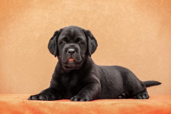 Kayla Labrador Retriever
