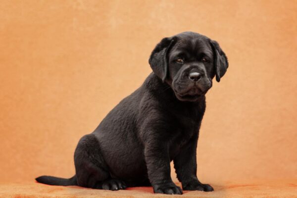 Kayla Labrador Retriever