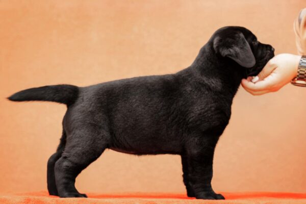 Kayla Labrador Retriever