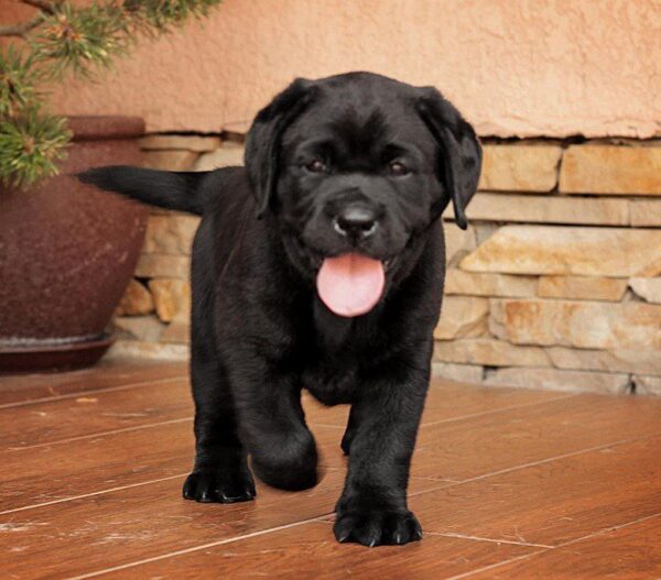 Kayla Labrador Retriever
