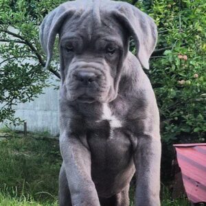 Kayra Cane Corso