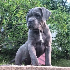 Kayra Cane Corso