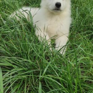 Kayrat White Swiss Shepherd