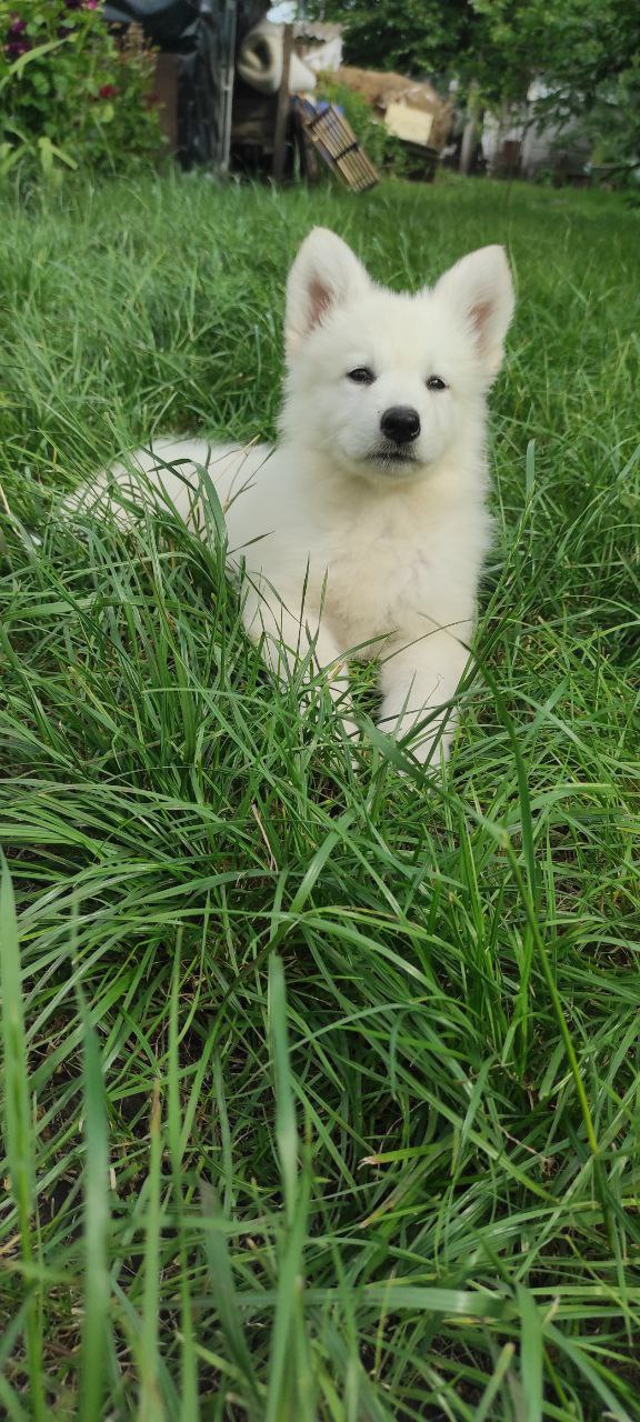 Kayrat White Swiss Shepherd
