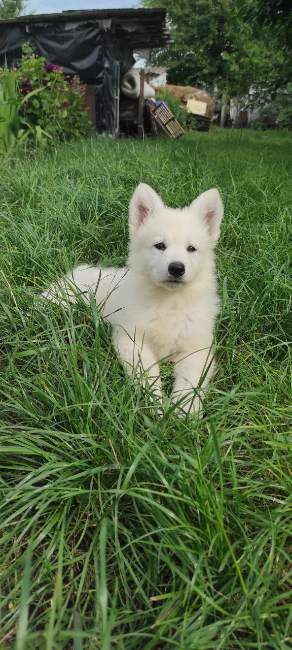 Kayrat White Swiss Shepherd
