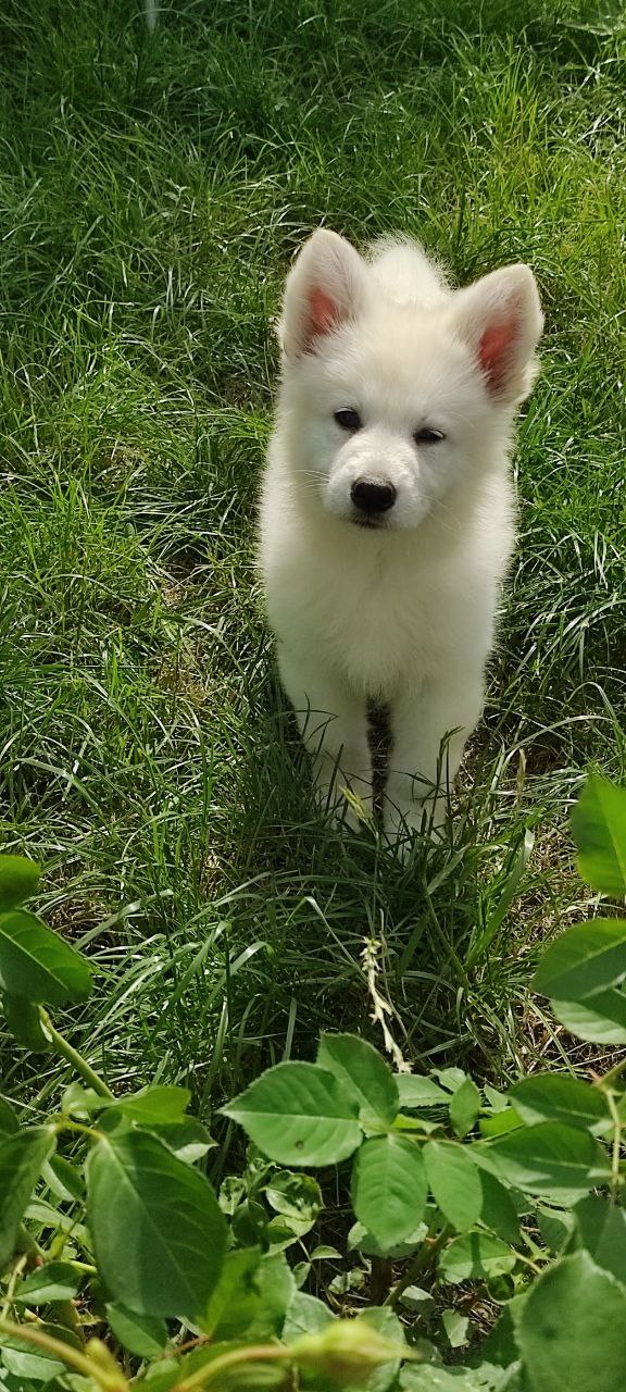 Kayrat White Swiss Shepherd