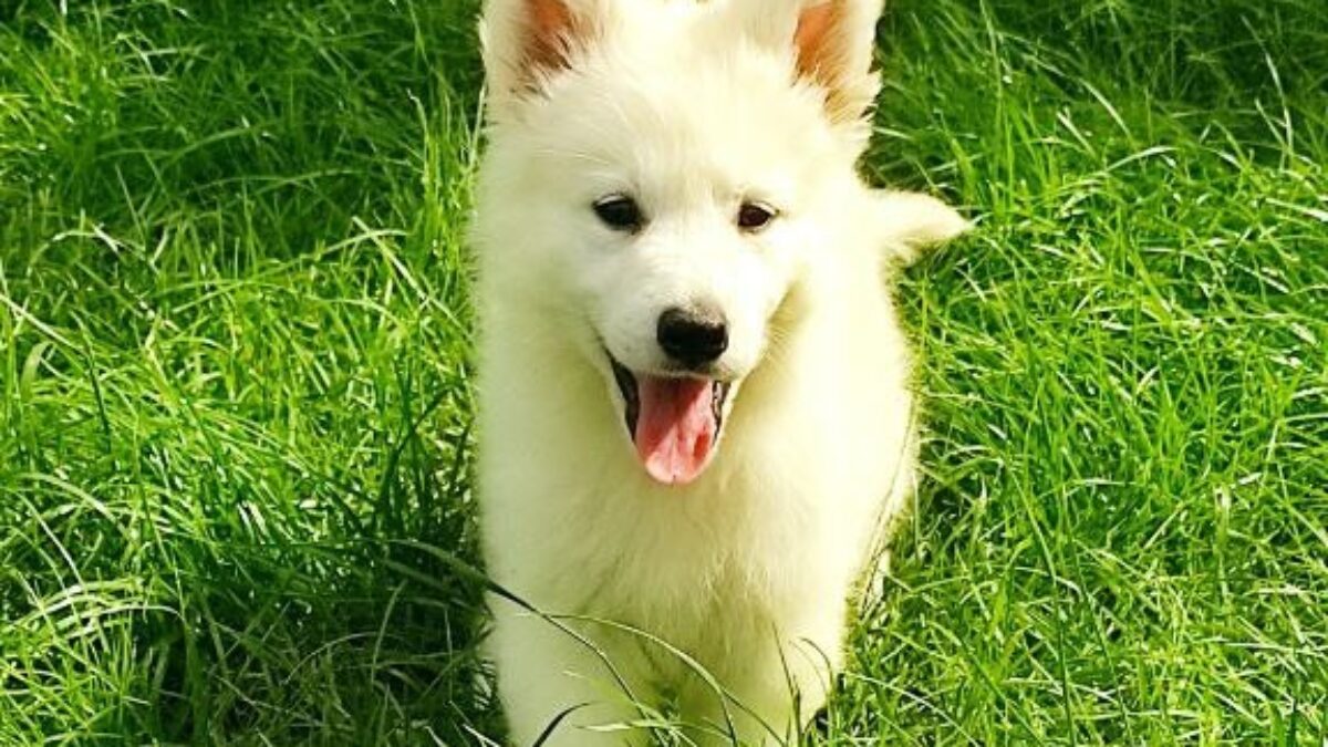 Baby Albino German Shepherd Puppy For Sale White Swiss Shepherd