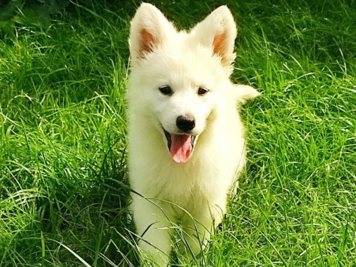 purebred white german shepherd White Swiss Shepherd Dogs and Puppies for  sale, image size:1200x900