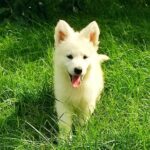 Turquoise White Swiss Shepherd