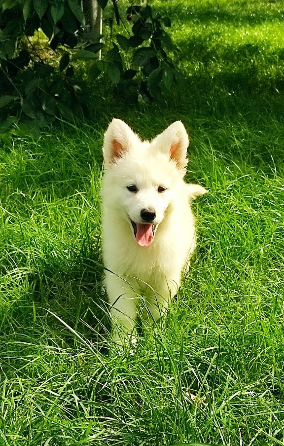 Kayrat White Swiss Shepherd