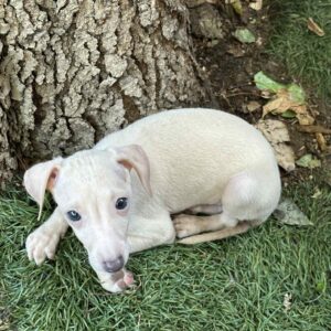 Koks Italian Sighthound