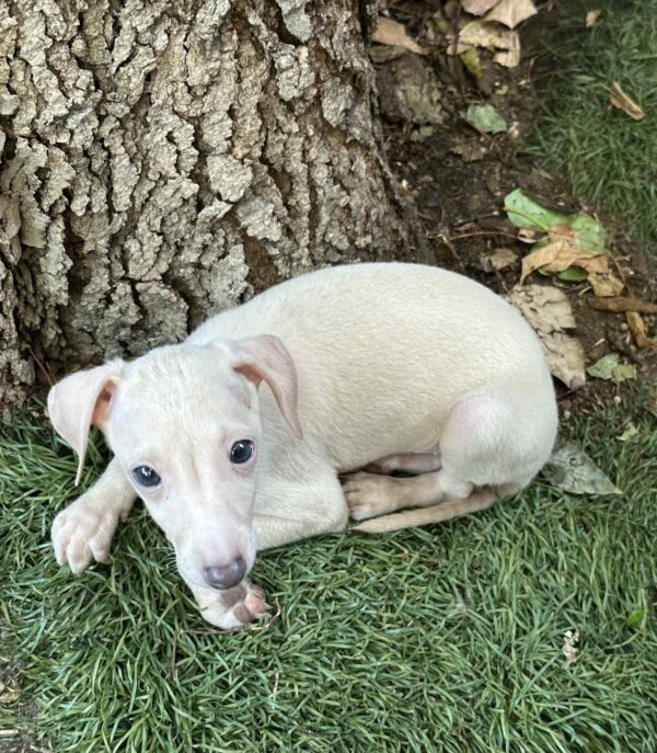 Koks Italian Sighthound