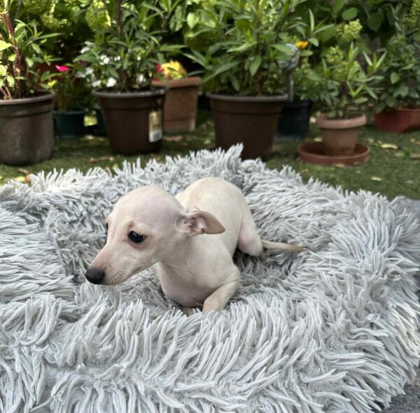 Koks Italian Sighthound