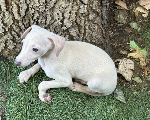 Koks Italian Sighthound