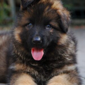 Kops German Shepherd