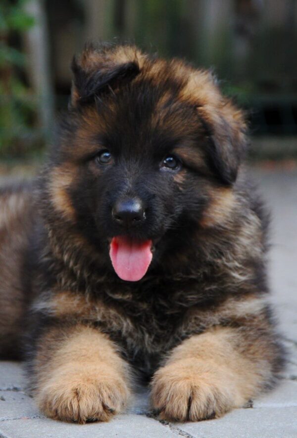 Kops German Shepherd