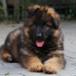 Kops-male-German-Shepherd-puppy-for-sale-2