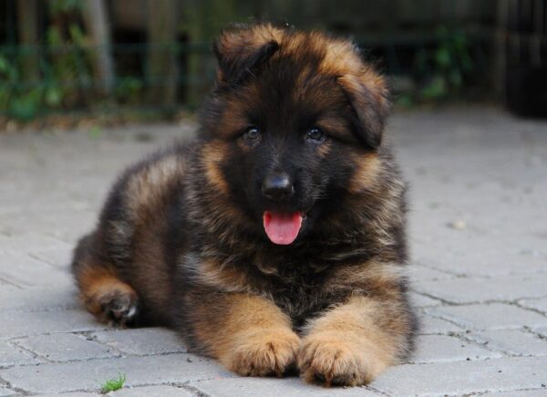 Kops German Shepherd