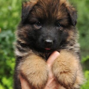 Kops German Shepherd