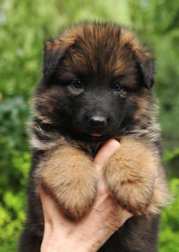 Kops German Shepherd