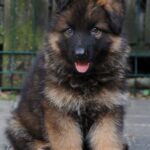 Kops-male-German-Shepherd-puppy-for-sale-4
