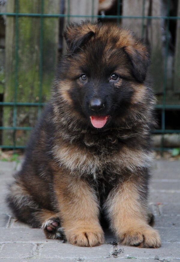 Kops German Shepherd